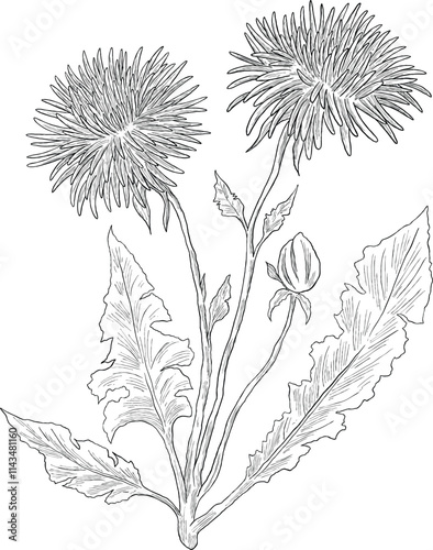 Taraxacum officinale wild flower digital sketch illustration