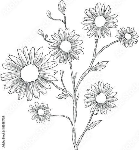 Daisy chamomile flower sketch botanical illustration
