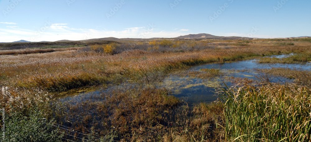 Aquatic grassland in Inner Mongolia, China Aquatic grassland in Inner Mongolia, China