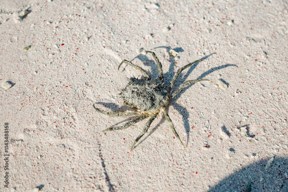 Thorn crab in the Taka Makassar Island Thorn crab in the Taka Makassar Island