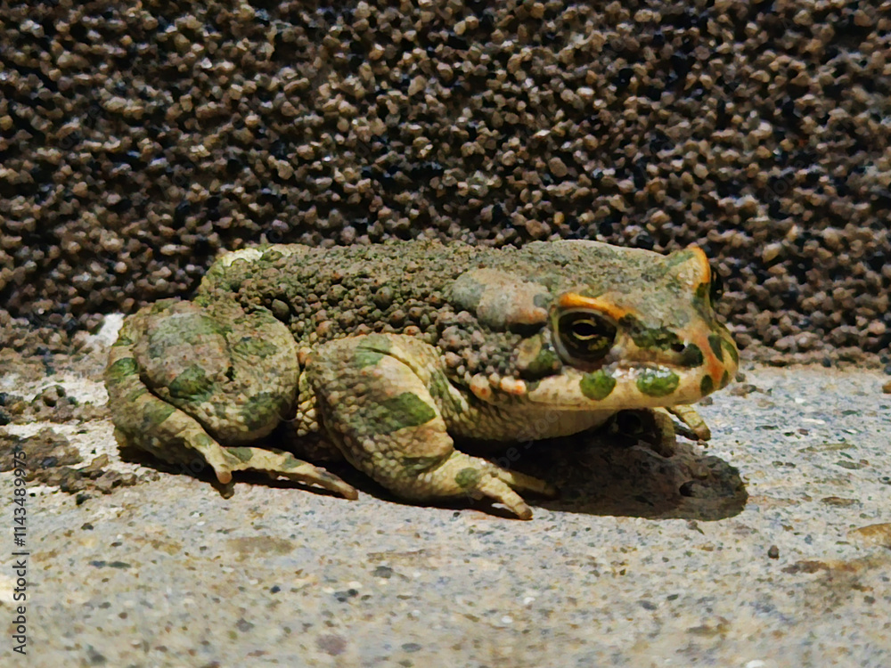 Obraz premium green frog close-up