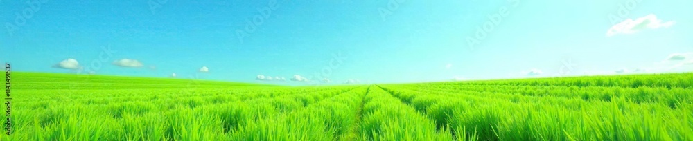 A field of vibrant green grass stretching towards the clear blue sky on a sunny day, blue sky, natural scenery, bright colors A field of vibrant green grass stretching towards the clear blue sky on a sunny day, blue sky, natural scenery, bright colors