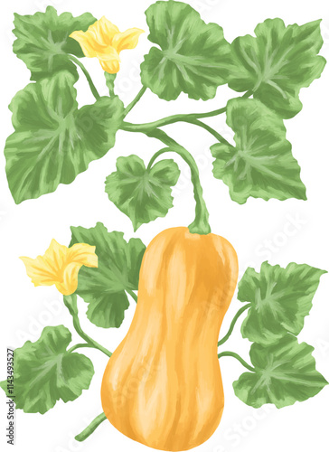 Butternut fruit botanical coloring painting illustration