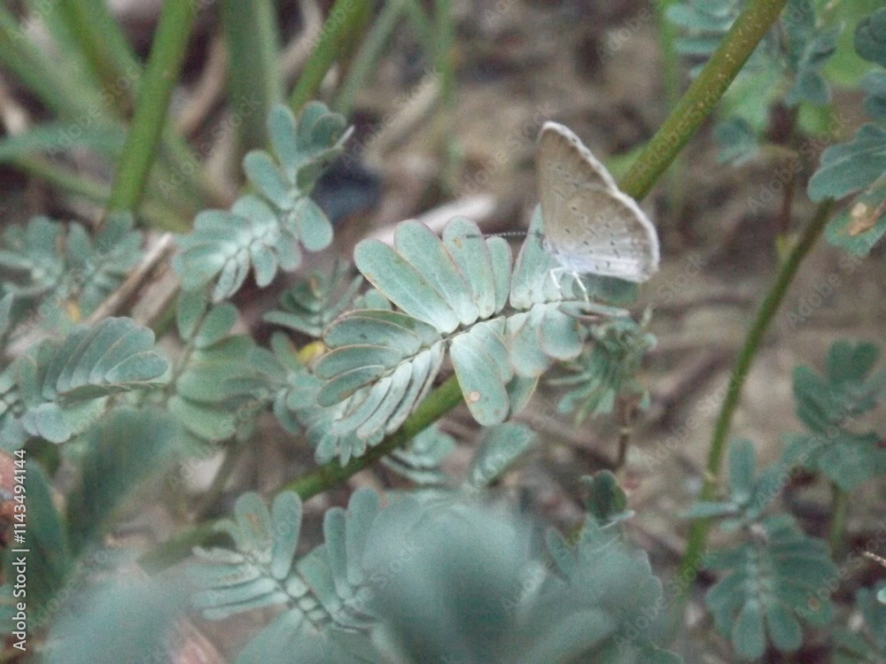 Fototapeta premium There are many beautiful insects that can be found on the flowers in the backyard.