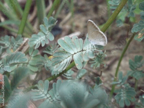 There are many beautiful insects that can be found on the flowers in the backyard. photo