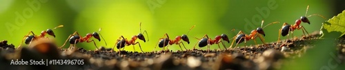 A group of ants marching in single file along a trail of leaves, insects foraging, outdoor exploration, insect trail