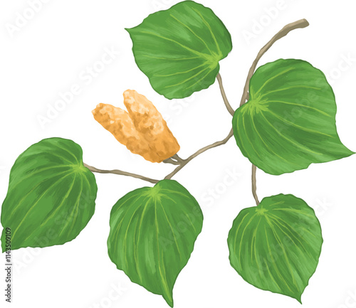 kawa kawa plant botanical painting illustration