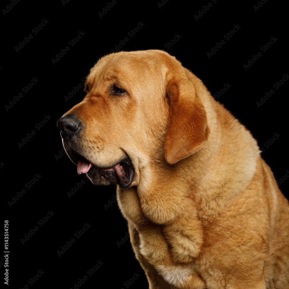 Stunning portrait of a golden Spanish mastiff dog isolated on black background, profile view Stunning portrait of a golden Spanish mastiff dog isolated on black background, profile view