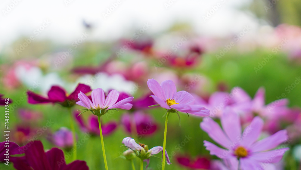 beautiful cosmos flower field in garden beautiful cosmos flower field in garden