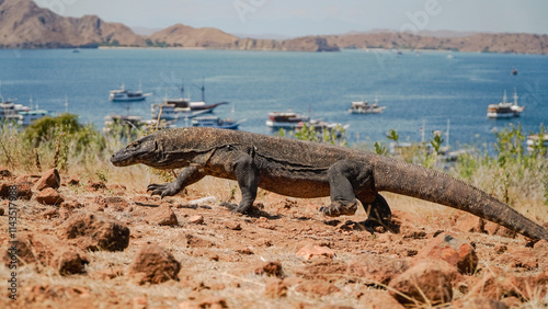 Medium size komodo dragon in the komodo island
