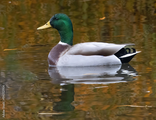 A Male Mallard on the water