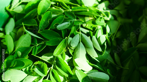 Fresh green moringa leaves photographed close-up, showcasing their vibrant color and healthy appearance. Ideal for nature, health, and botanical themes. photo