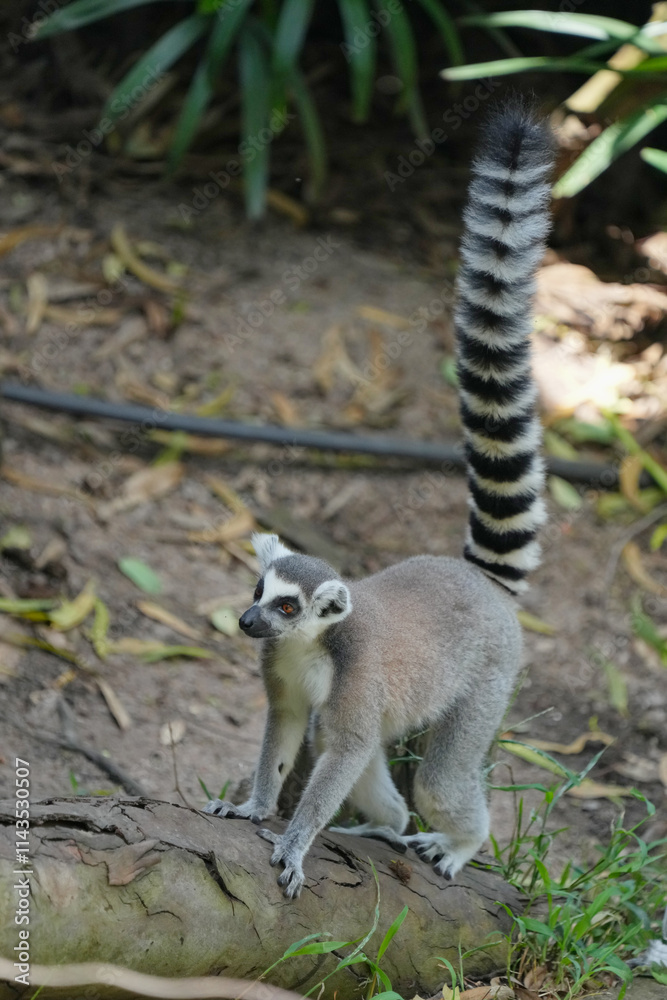 Fototapeta premium lemur catta walking on ground.