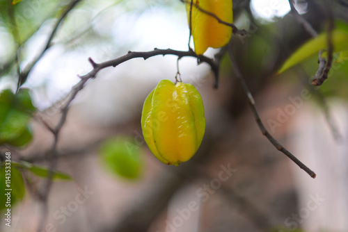 Fresh ripe star fruit in orchard