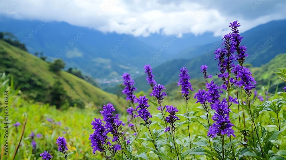 Obraz premium Blooming purple flowers softly swaying in mountainous landscape wide photo.. AI Generated
