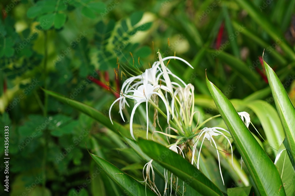 Fototapeta premium Beach spider lily