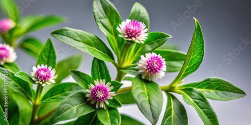 Eclipta Prostrata Closeup: False Daisy, Yerba de Tago, Bhringraj, Karisalankanni Herb Photography photo