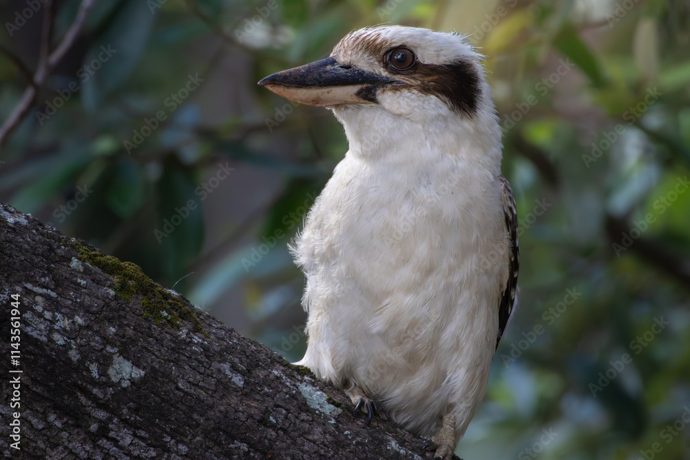 A Laughing Kookaburra perched on a branch A Laughing Kookaburra perched on a branch