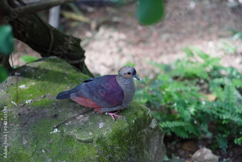 The Grey-fronted Quail-Dove (Geotrygon caniceps) is a shy and elusive bird native to the forests of Cuba. Known for its subtle beauty, it has a compact body with predominantly earthy brown plumage  photo