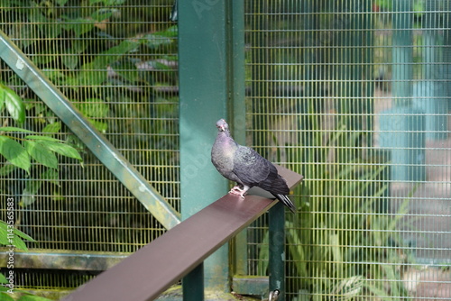 The Rock Pigeon (Columba livia), also known as the common pigeon, is a bird that is easily recognizable in urban and rural areas worldwide. It has a robust body, short legs, and a rounded head.  
