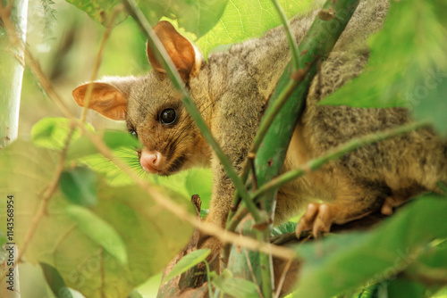 The brush-tailed possum is a common marsupial native to Australia. It's easily recognizable by its bushy tail, which it uses for balance and climbing. photo