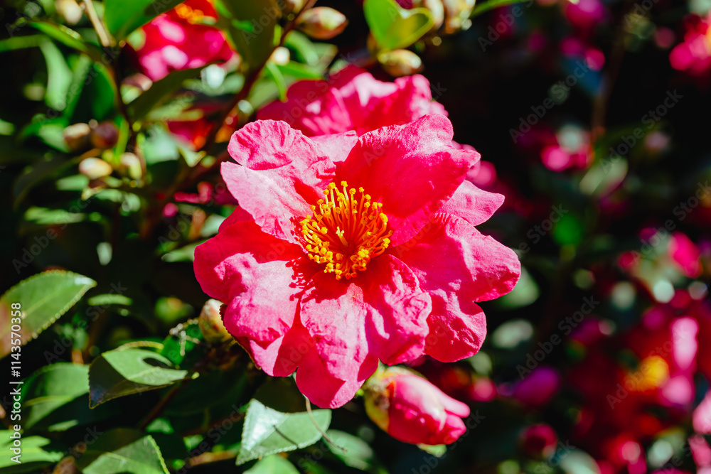 Obraz premium 赤い椿の花 クローズアップ