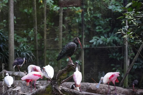 The Northern Bald Ibis (Geronticus eremita) is a critically endangered species of ibis native to parts of North Africa, the Middle East, and Europe.  photo