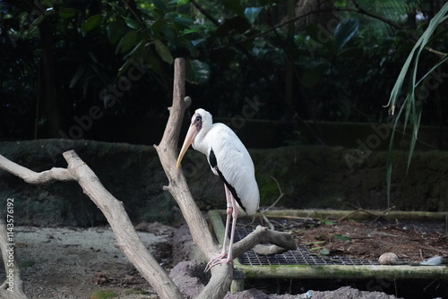 The American White Ibis is a graceful, wading bird with striking white feathers and distinctive features. Its long, slender neck curves elegantly, and its long, down-curved beak is bright orange, whic photo