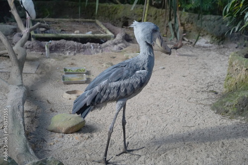 The Shoebill bird is a striking, large bird with a distinctive, oversized beak that resembles a shoe, hence its name. Its bill is broad and curved, with a sharp hook at the end photo