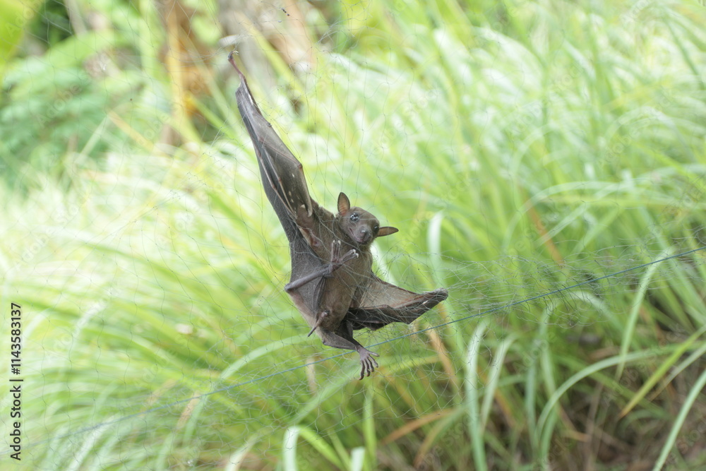Fototapeta premium bat caught in net