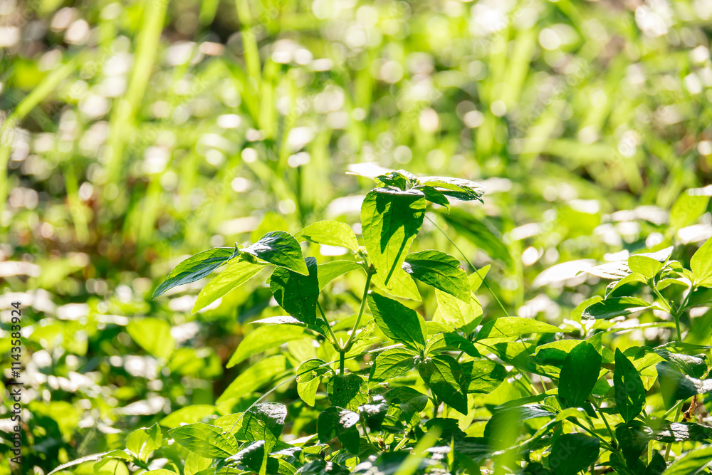 large bush with sprawling branches, bathed in soft sunlight. foliage stretches outwards, fullness and vitality. highlight the natural beauty and rich textures of the leaves, serene atmosphere.
large bush with sprawling branches, bathed in soft sunlight. foliage stretches outwards, fullness and vitality. highlight the natural beauty and rich textures of the leaves, serene atmosphere.