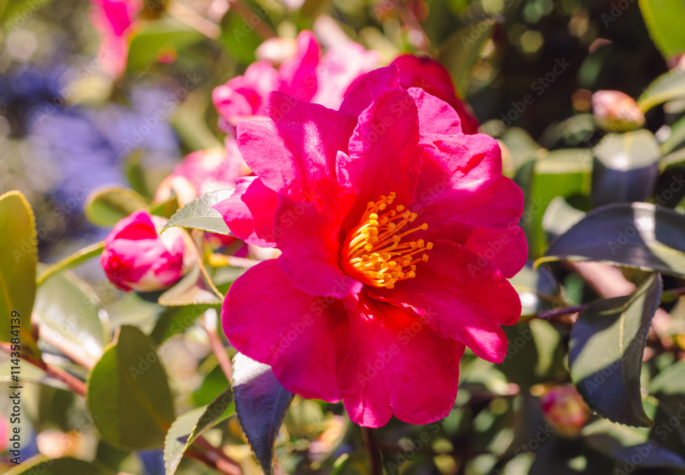 赤い椿の花 クローズアップ 赤い椿の花 クローズアップ