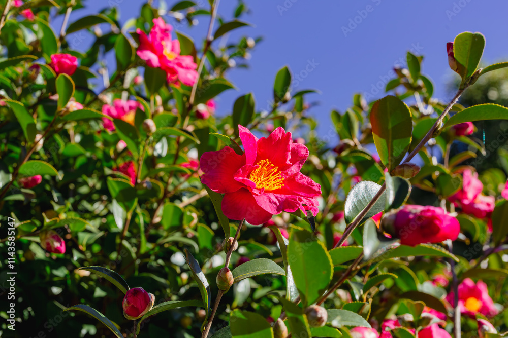 赤い椿の花 クローズアップ 赤い椿の花 クローズアップ