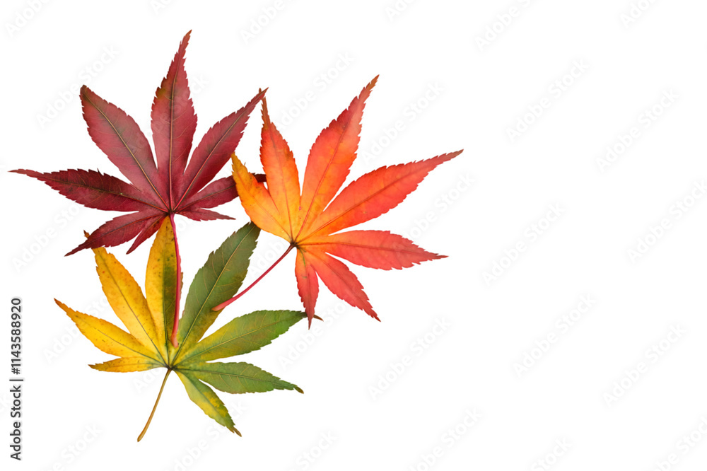 Maple leaves in vibrant autumn colors isolated on transparent background, cut out, PNG Maple leaves in vibrant autumn colors isolated on transparent background, cut out, PNG