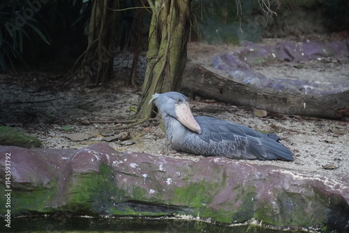 The Shoebill bird is a striking, large bird with a distinctive, oversized beak that resembles a shoe, hence its name. Its bill is broad and curved, with a sharp hook at the end photo