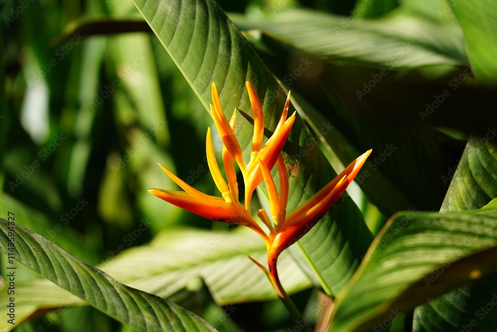 Obraz premium A Heliconia plant stands tall with vibrant, colorful flowers that resemble lobster claws. The plant's large, glossy green leaves are broad and arch gracefully, creating a striking backdrop 