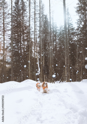 Generated Image,Two dogs are posing in the snowy mountains.