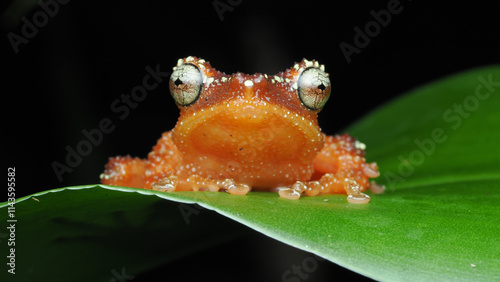 close up a frog on a leaf photo