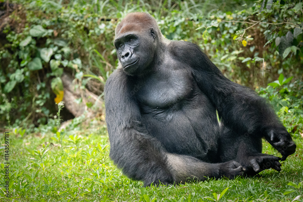 A powerful gorilla strolling through a verdant forest clearing, showcasing its majestic stance amidst a natural habitat filled with greenery.
A powerful gorilla strolling through a verdant forest clearing, showcasing its majestic stance amidst a natural habitat filled with greenery.