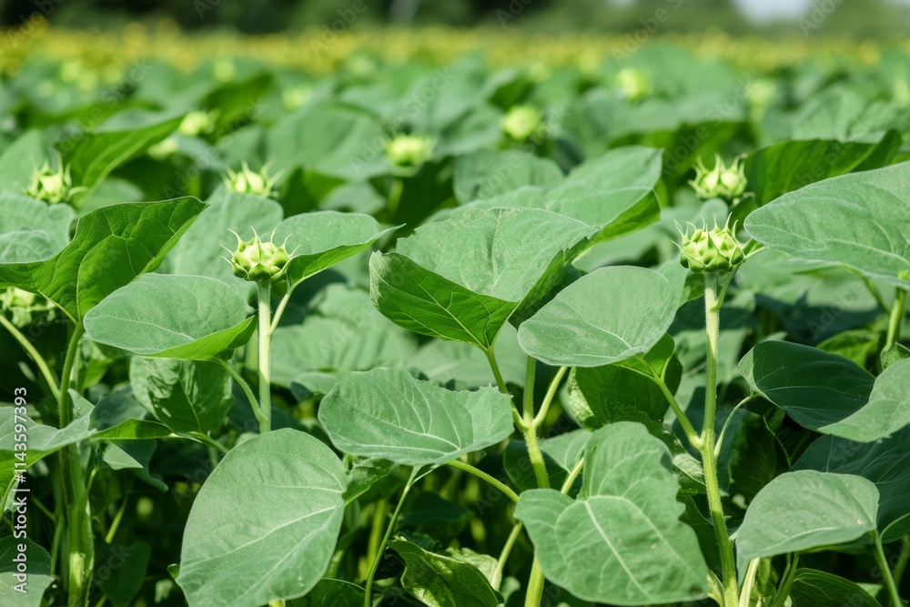 Close-up of Blooming Sunflower Buds in a Field Close-up of Blooming Sunflower Buds in a Field