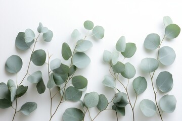 A minimalistic border design featuring delicate eucalyptus branches