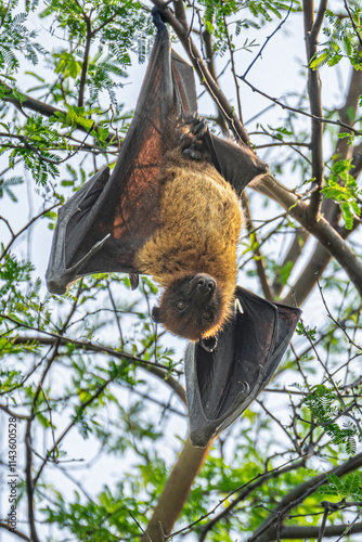 indian flying fox or greater indian fruit bat or Pteropus giganteus face closeup or portrait hanging on tree with wingspan eye contact at ranthambore national park forest tiger reserve rajasthan india photo