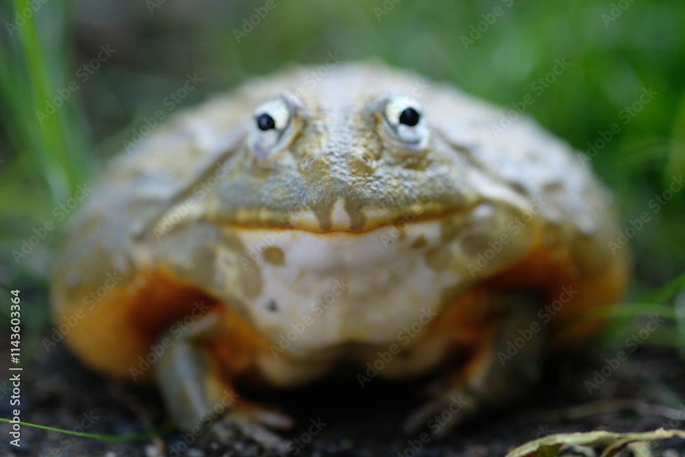 Naklejka premium African Bullfrog