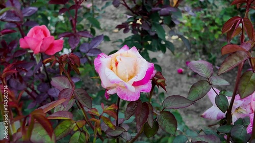 The beauty of the rose garden in the early evening