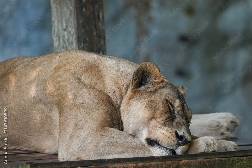 Fototapeta premium lion sleeping in the zoo