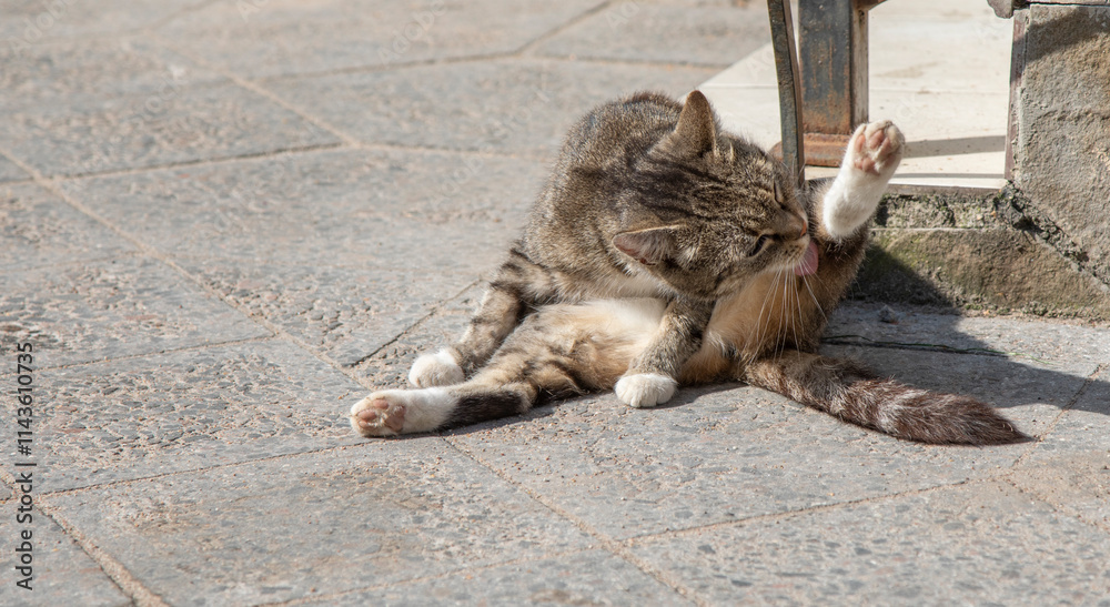 A homeless cat washes itself.