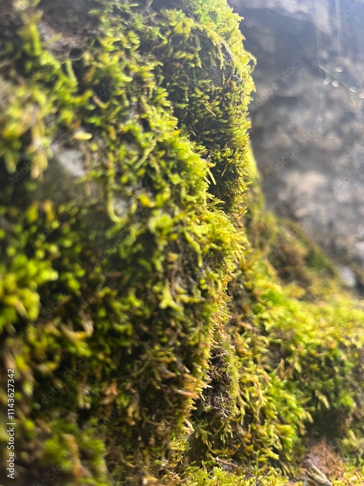 Lush Green Lush Green