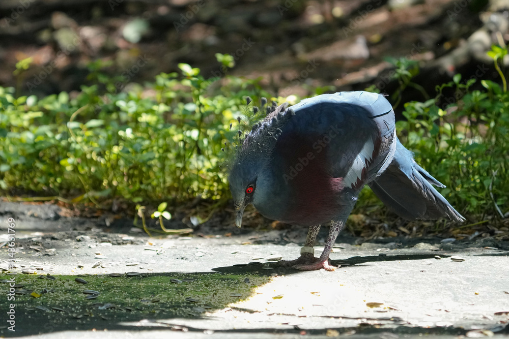 Fototapeta premium closeup Crowned pigeon portrait