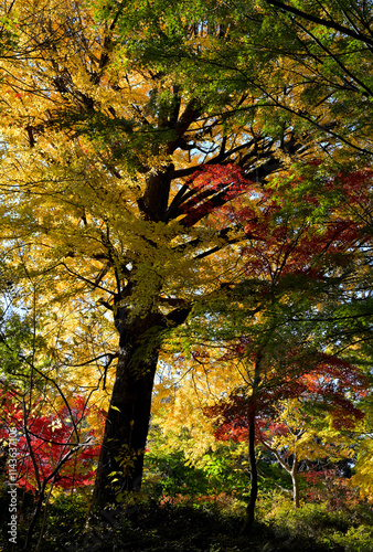 It's beautiful with the sun shining only on the autumn leaves in Tokyo