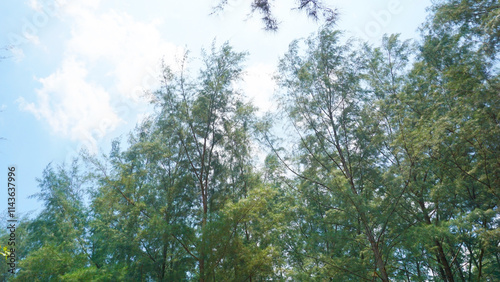 Sunlight Filtering Through Pine Trees: A low angle view of a lush pine forest, with sunlight filtering through the branches, creating a sense of tranquility and serenity.